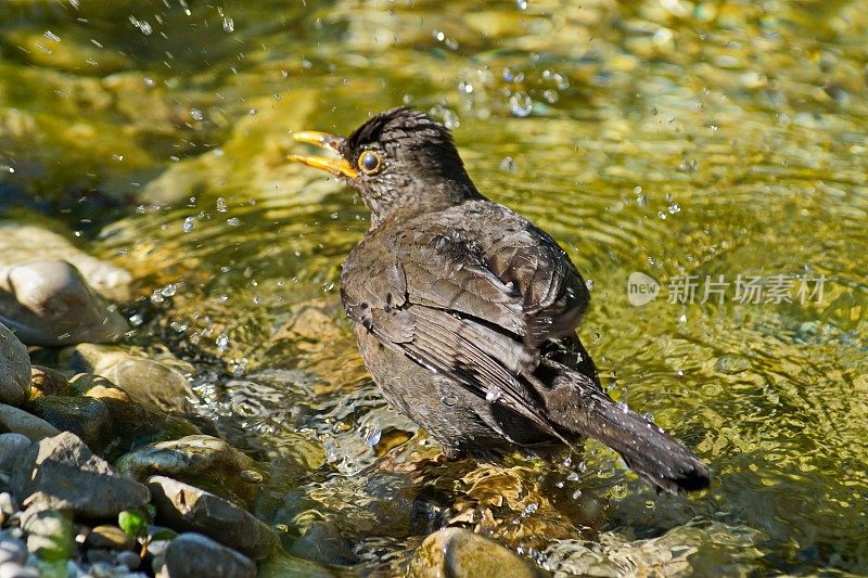 鸟-黑鸟雌Turdus merula正在池塘洗澡。德国拜仁。